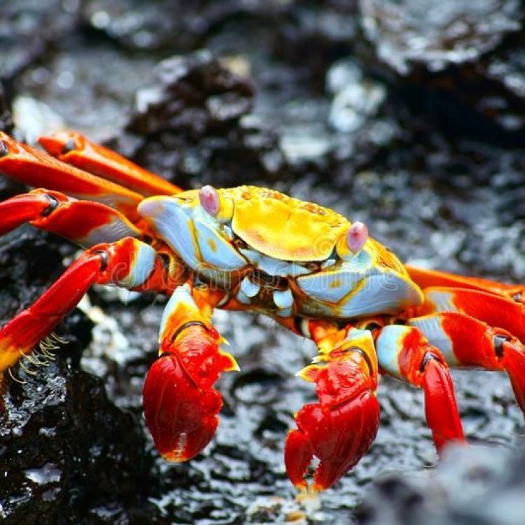 The Fascinating World of the Rock Crab: A Feast for the Senses