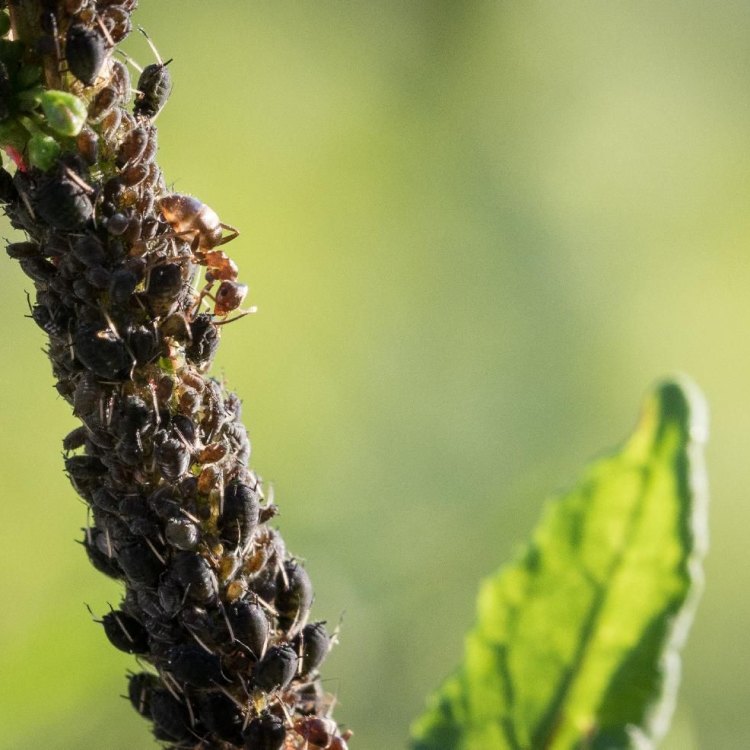The Incredible World of Black Aphids