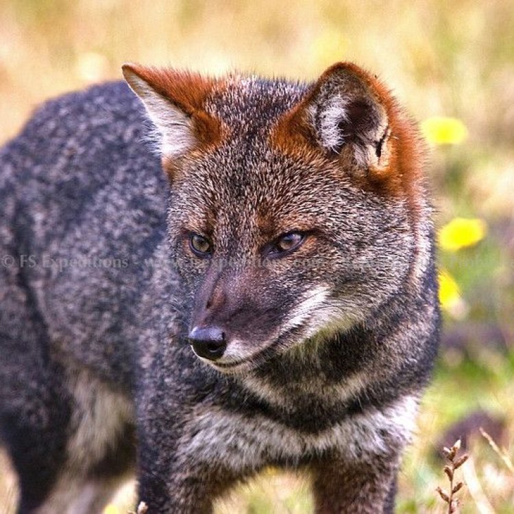 The Elusive Darwin's Fox: A Rare Canine Species of Chile