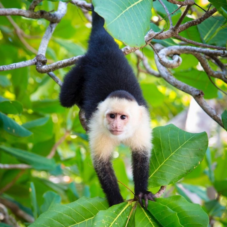The Fascinating World of White-Faced Capuchins