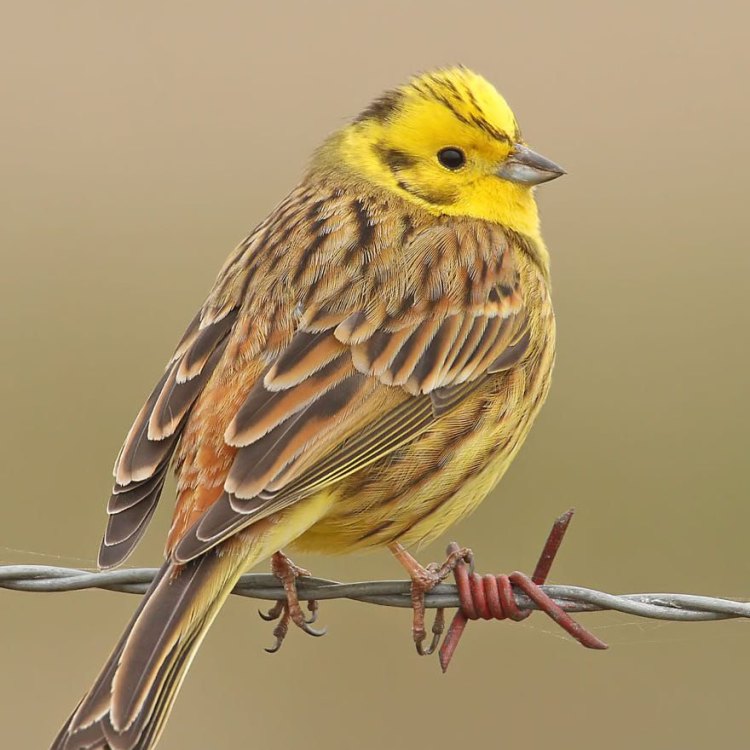 The Majestic Yellow Hammer: A Small Bird with a Big Presence