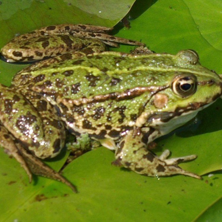 Discover the Fascinating World of the Common Frog