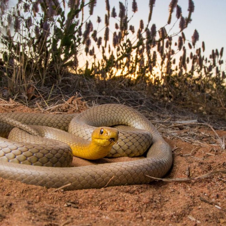 The Fear-Inducing Brown Snake: A Closer Look at Pseudonaja Textilis