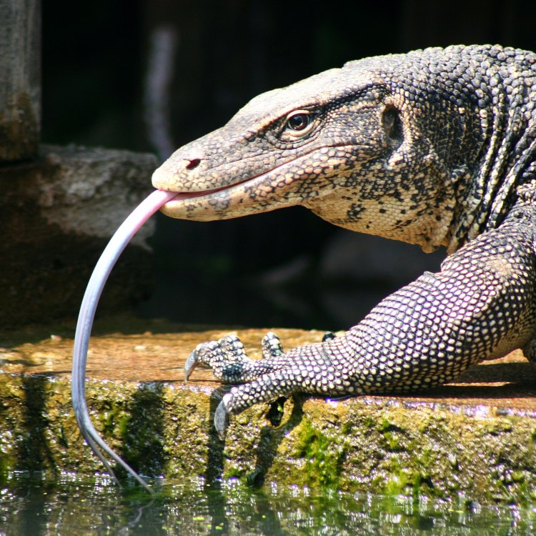 The Magnificent Monitor Lizard of Africa