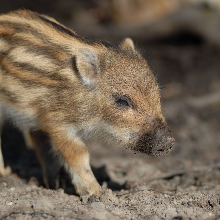 The Mighty Wild Boar: A Fascinating Creature of the Wild