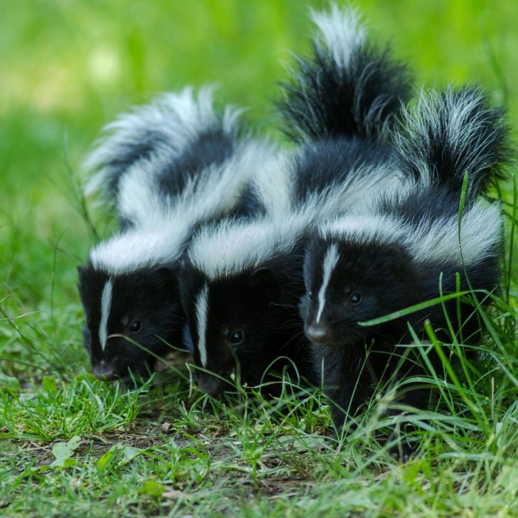 The Misunderstood Creature: Unraveling the Fascinating World of the Skunk