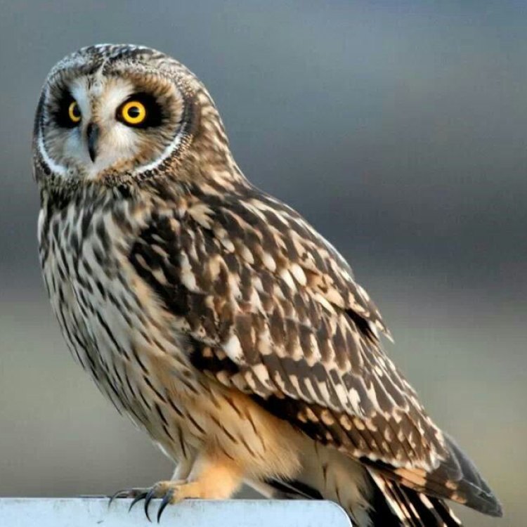 The Charming Short-Eared Owl: A Master of the Grasslands