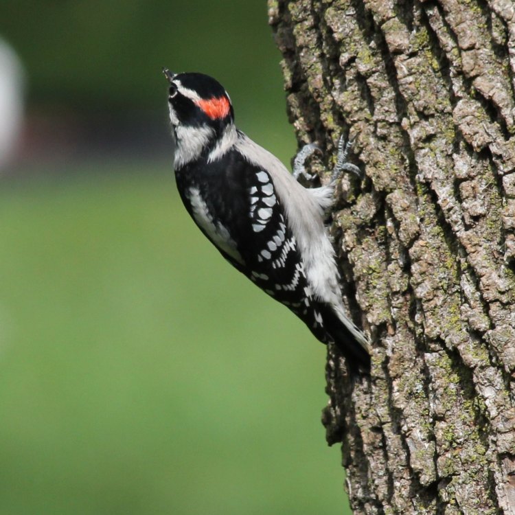 The Hairy Woodpecker: A Mighty Avian of the North American Forests