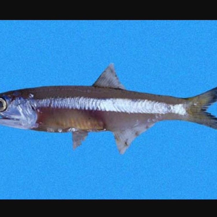 A Tale of the Mighty Anchovies: A Small Fish with a Big Impact