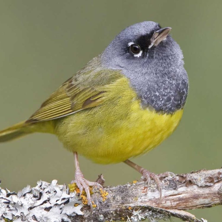 The Enigmatic Macgillivray's Warbler: A Hidden Gem of North America