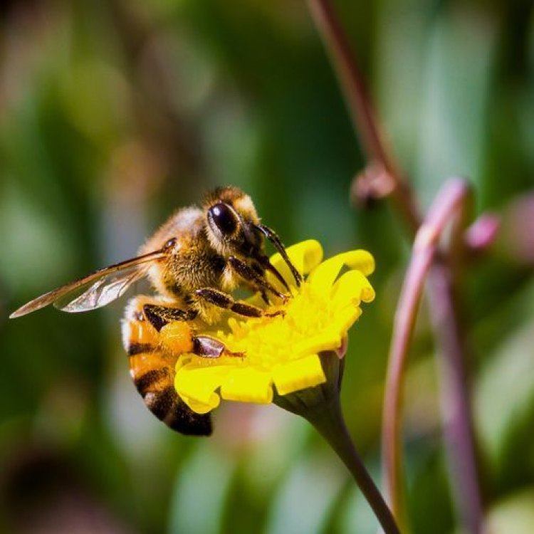 The Thriving and Controversial World of the Africanized Bee