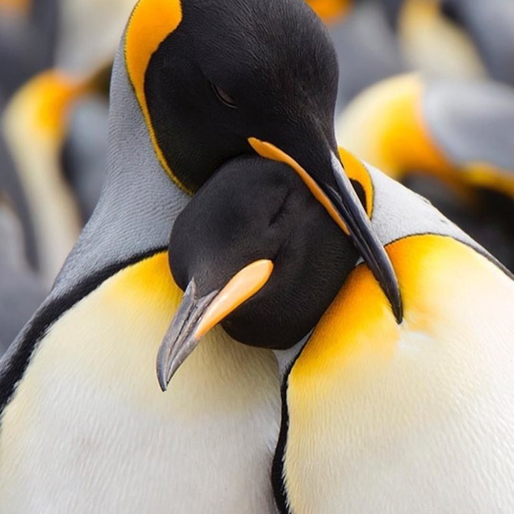 The King of the Southern Hemisphere: A Closer Look at the Majestic King Penguin