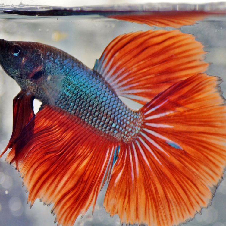 Betta Fish: A Colorful and Fascinating Aquatic Creature