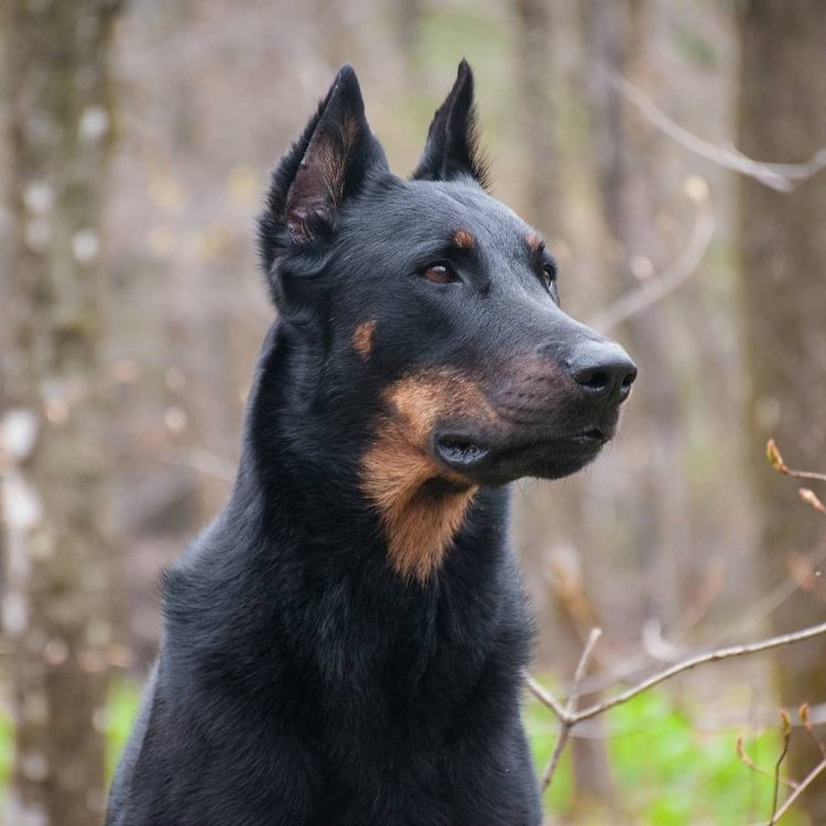 The Terrific Beauceron: A Powerful and Noble French Dog