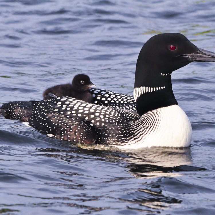 The Graceful Diver: Exploring the Fascinating World of the Common Loon
