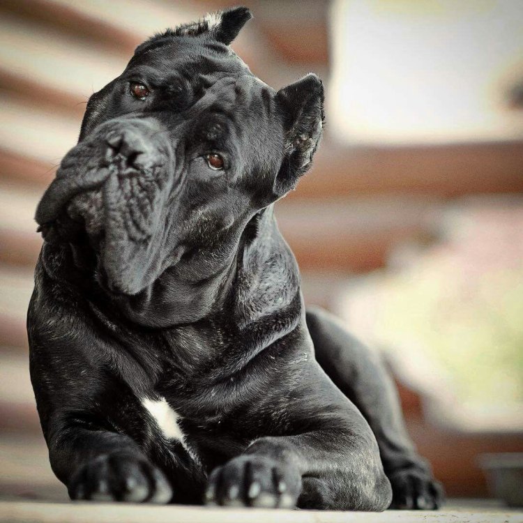 The Story of the Cane Corso: From Ancient Italy to Worldwide Fame