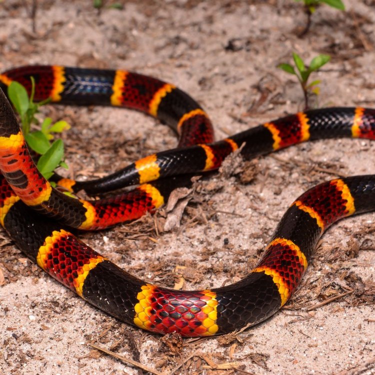 The Eastern Coral Snake: A Deadly Beauty of the Southeastern United States