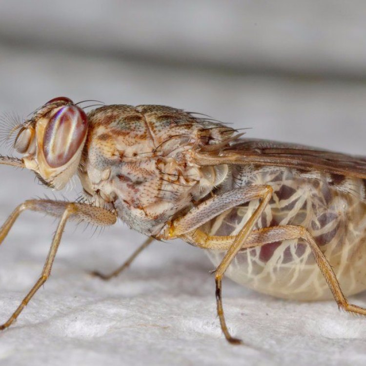 The Tsetse Fly: A Notorious Bloodsucker of Sub-Saharan Africa