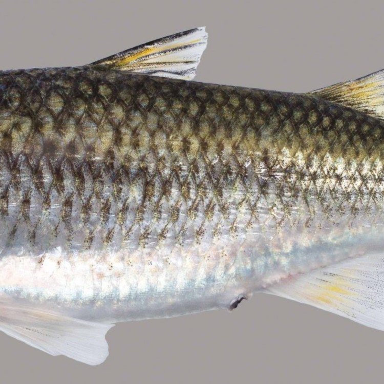 The Versatile Mullet Fish: An Unsung Hero in Coastal Waters