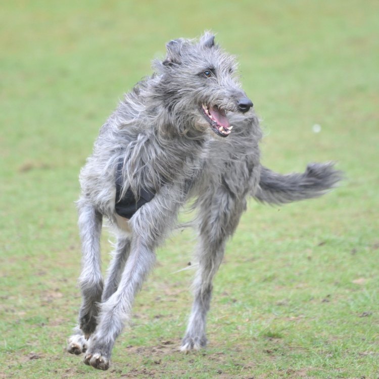The Graceful Scottish Deerhound: A Majestic Creature of the Scottish Highlands