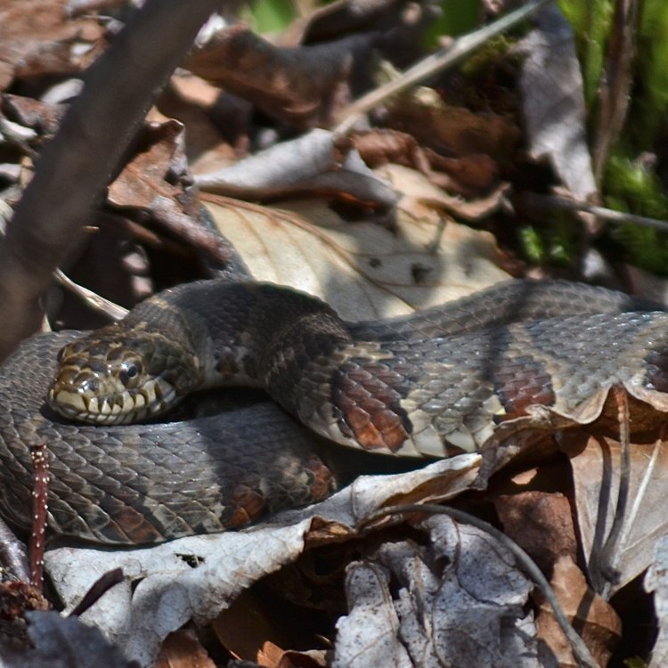 The Secretive and Scaly Brown Water Snake of the Southeastern United States