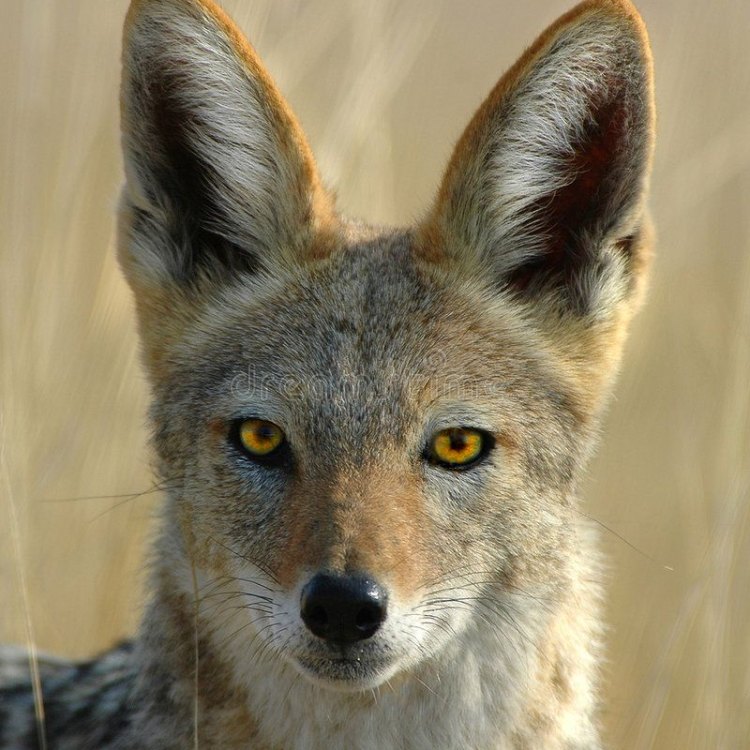 The Clever and Adaptable Jackal: Surviving in Various Habitats