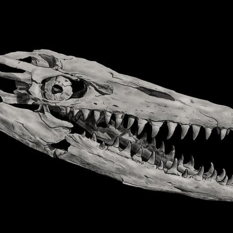 The Fierce Sea Monster: An In-Depth Look at the Hainosaurus