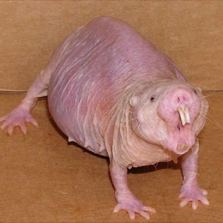 Naked Mole Rats: The Extraordinary Rodents of Eastern Africa