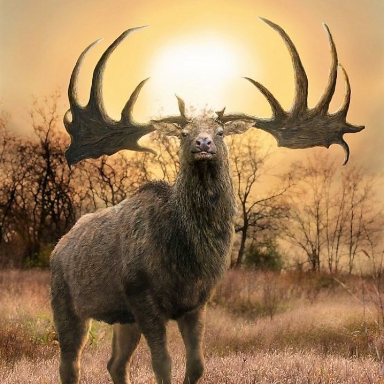 The Enchanting Irish Elk: A Prehistoric Giant of Europe
