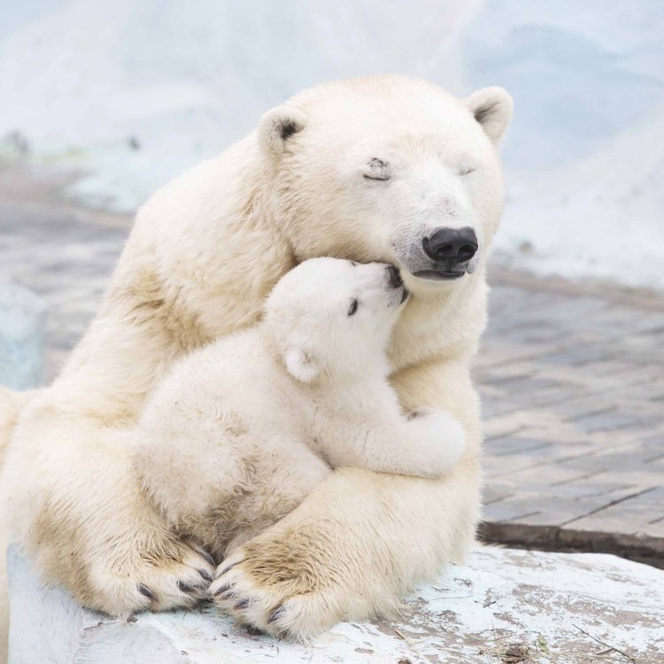 The Mighty Polar Bear: An Arctic Icon