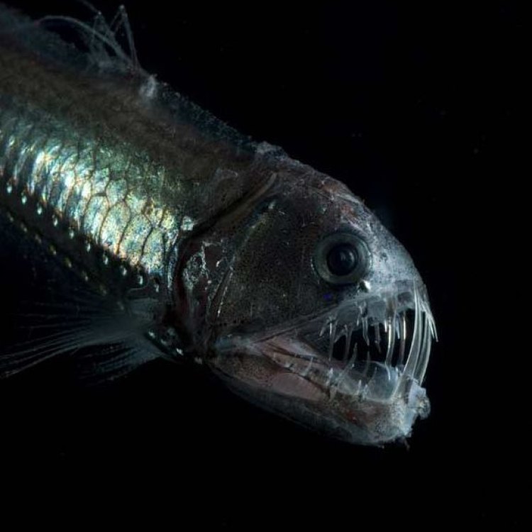 The Mysterious and Deadly Viperfish: Exploring the Depths of the Deep-Sea Kingdom