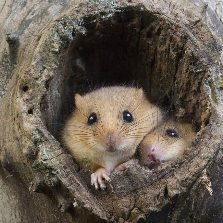 The Delightful World of Dormice: A Guide to the Charming Gliridae Family