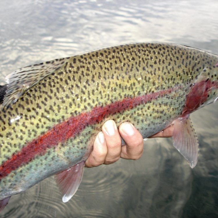 The Fascinating World of Sea Trout: A Perfect Blend of Freshwater and Saltwater