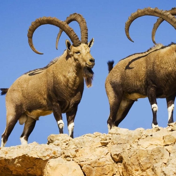 The Resilient and Mighty Siberian Ibex: Surviving in Rugged Terrain
