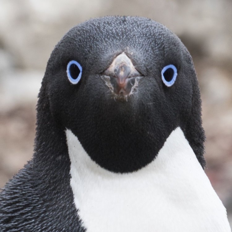 The Adelie Penguin: A Fascinating Creature of the Southern Ocean