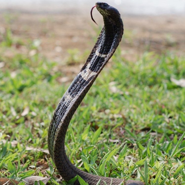 The Mysterious and Misunderstood Rinkhals Snake: A Fascinating Creature of Southern Africa