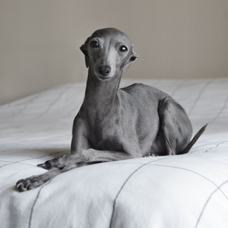 Charm and Grace: The Story of the Italian Greyhound