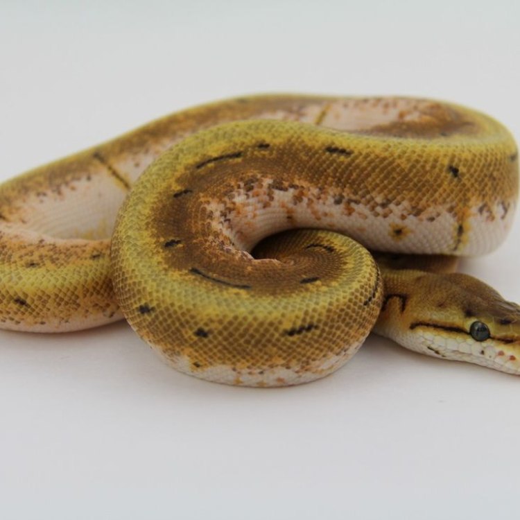 The Tale of a Colorful Reptile: The Orange Dream Ball Python