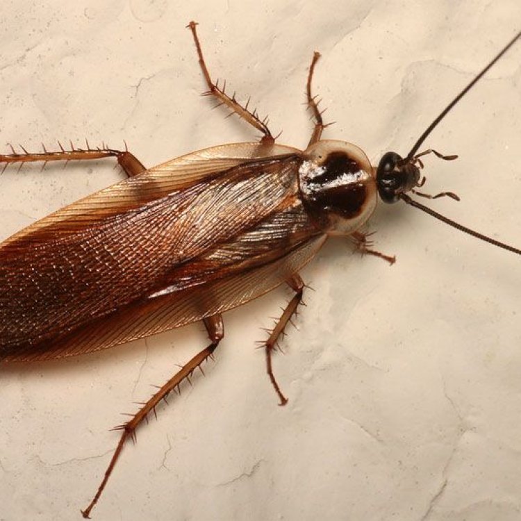 The Secret Life of the Pennsylvania Wood Cockroach