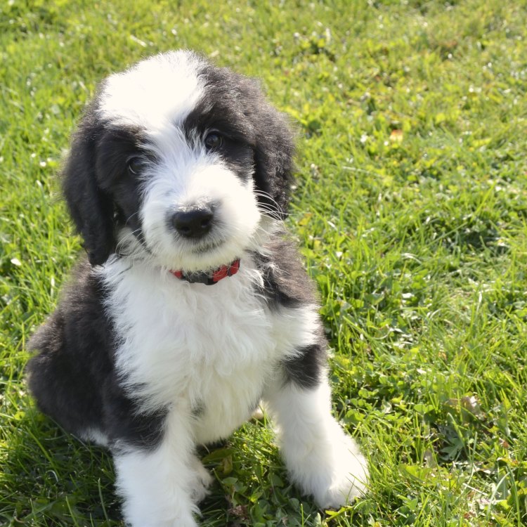 The Sheepadoodle: A Perfect Blend of Intelligence, Personality, and Cuteness