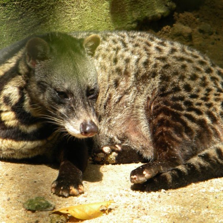 The Elusive Malayan Civet: A Fascinating Creature of Southeast Asia