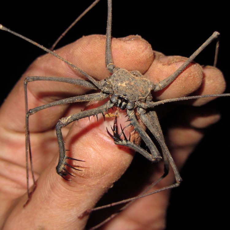 Discover the Fascinating World of the Tailless Whip Scorpion