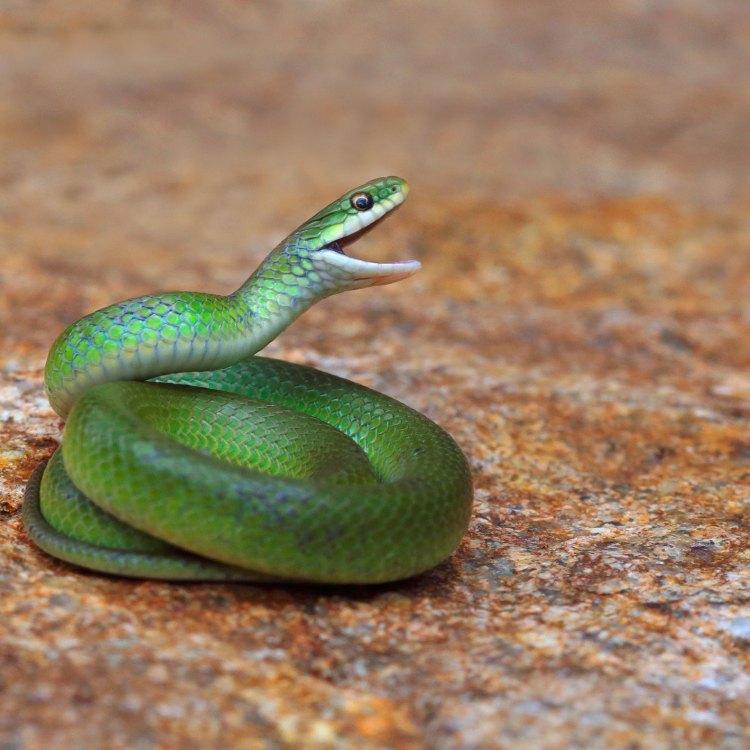 The Smooth Green Snake: A Hidden Gem of Eastern North America