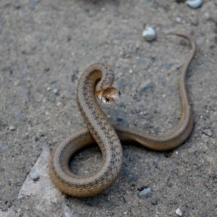 The Small Yet Mighty De Kay's Brown Snake: A Treasure of Eastern North America