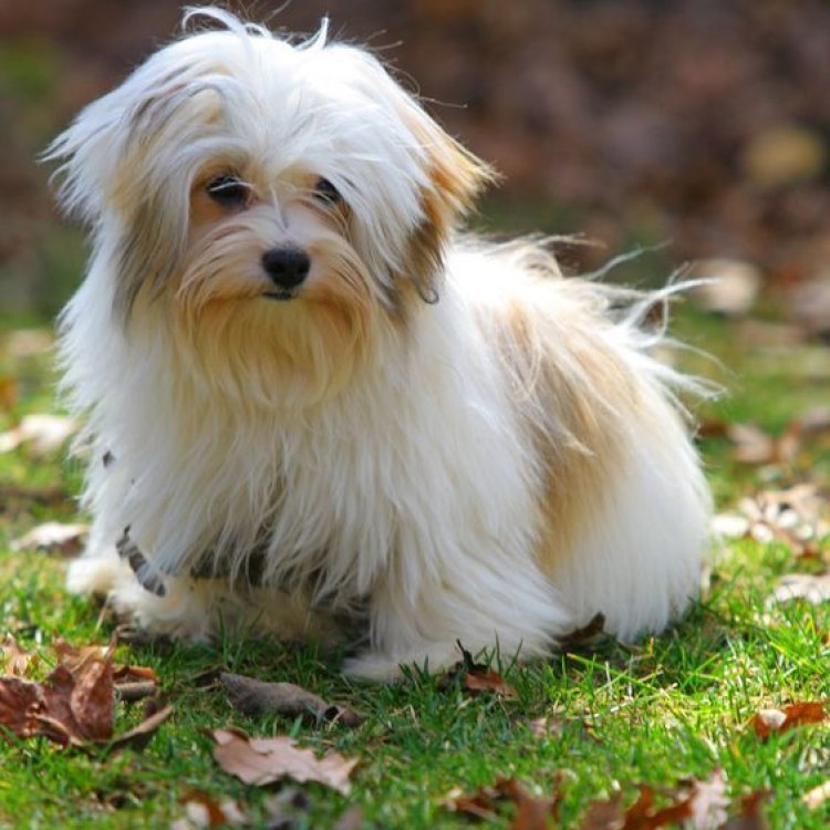 The Adorable Havamalt: A Perfect Combination of Havanesse and Maltese