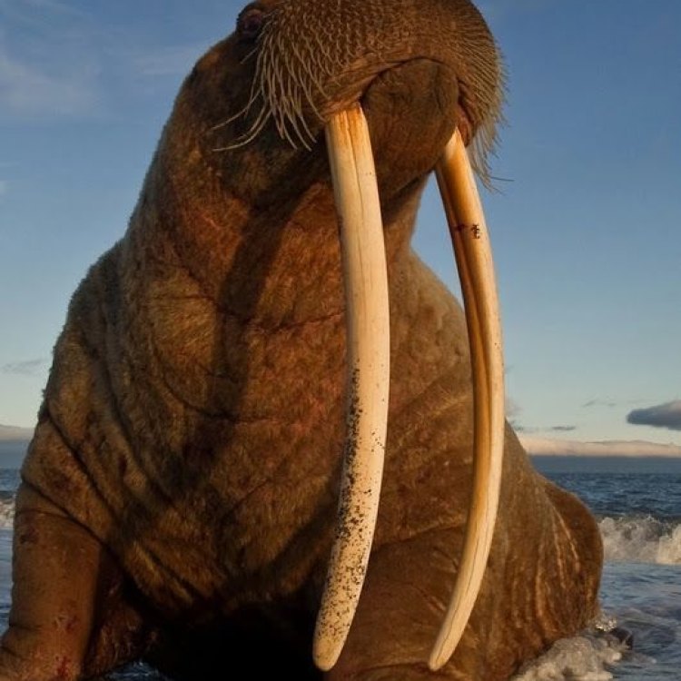 The Mighty Walrus: A Fascinating Arctic Giant
