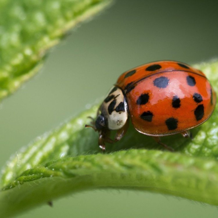 The Fascinating World of the Asian Lady Beetle