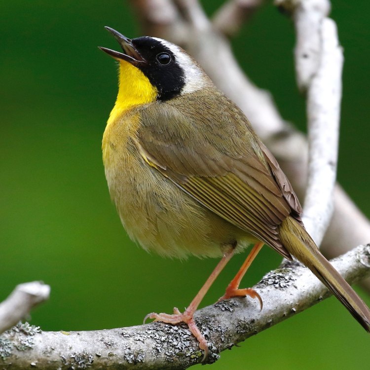 The Cheerful Yellowthroat: A Little Bird with Big Personality