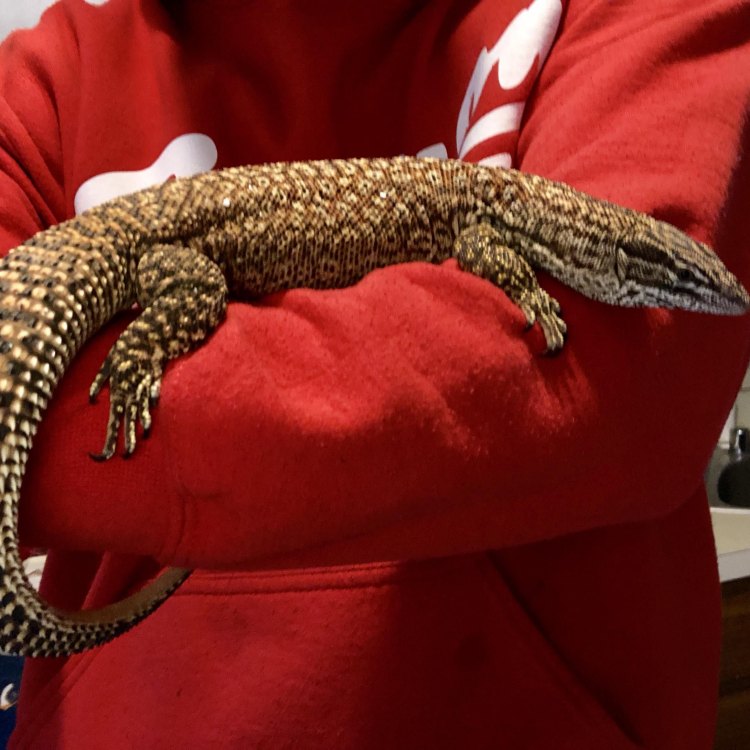 <i>The Hidden Gem of the Reptile World: The Ackie Monitor</i>