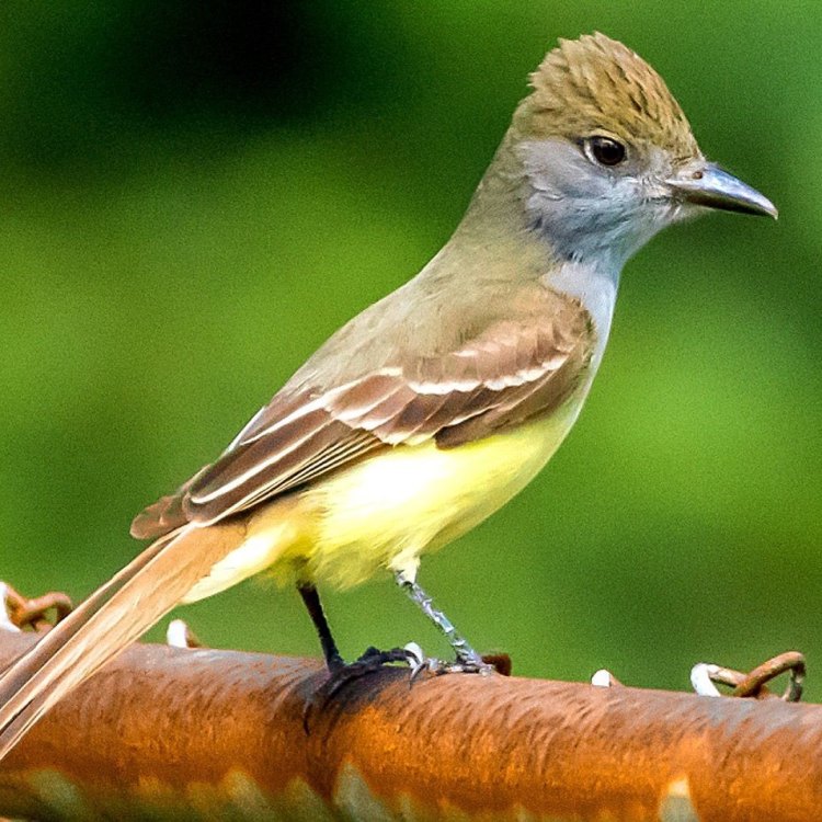 The Mighty Flycatcher: The Bird that Defies Gravity